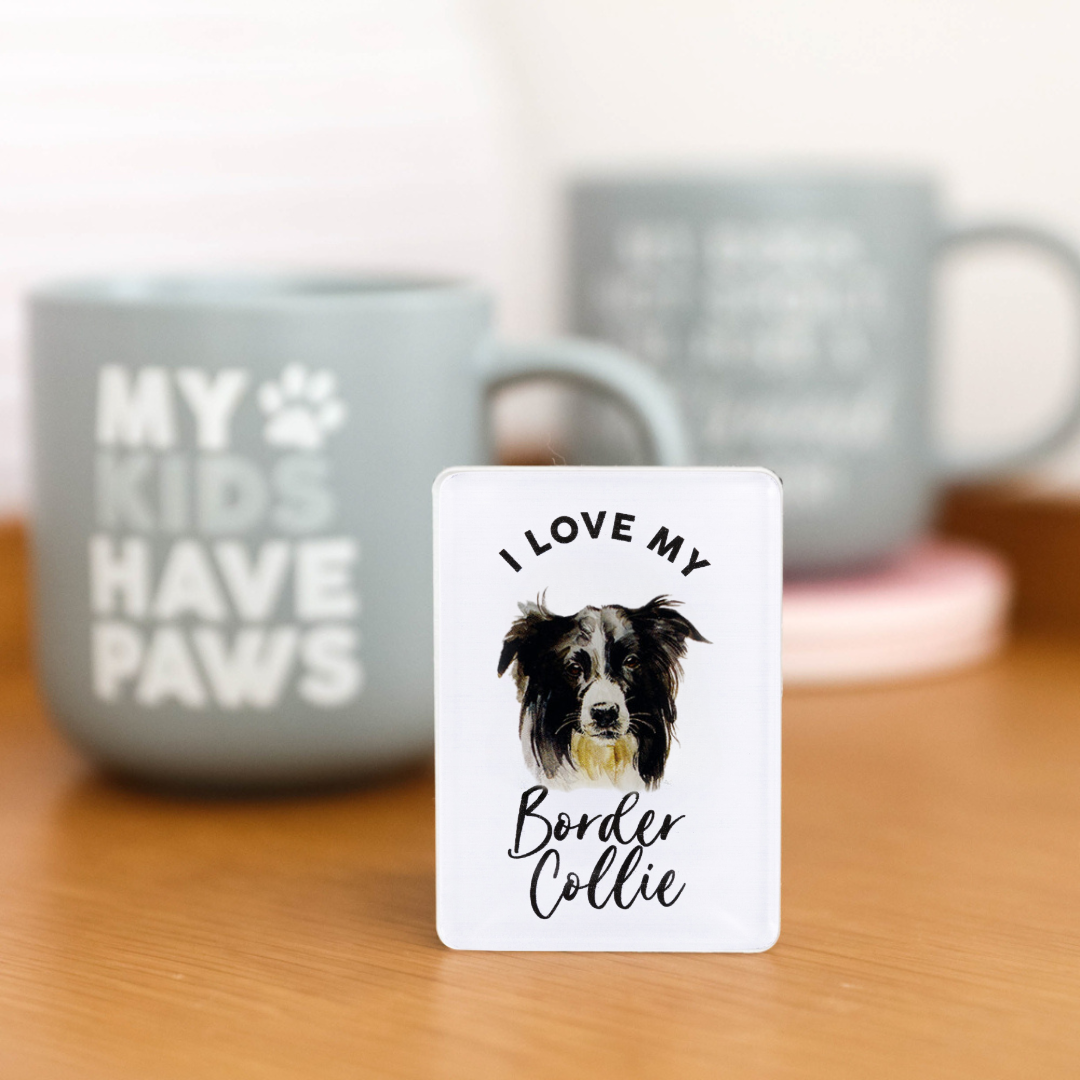 Splosh - Pet Magnet - Border Collie